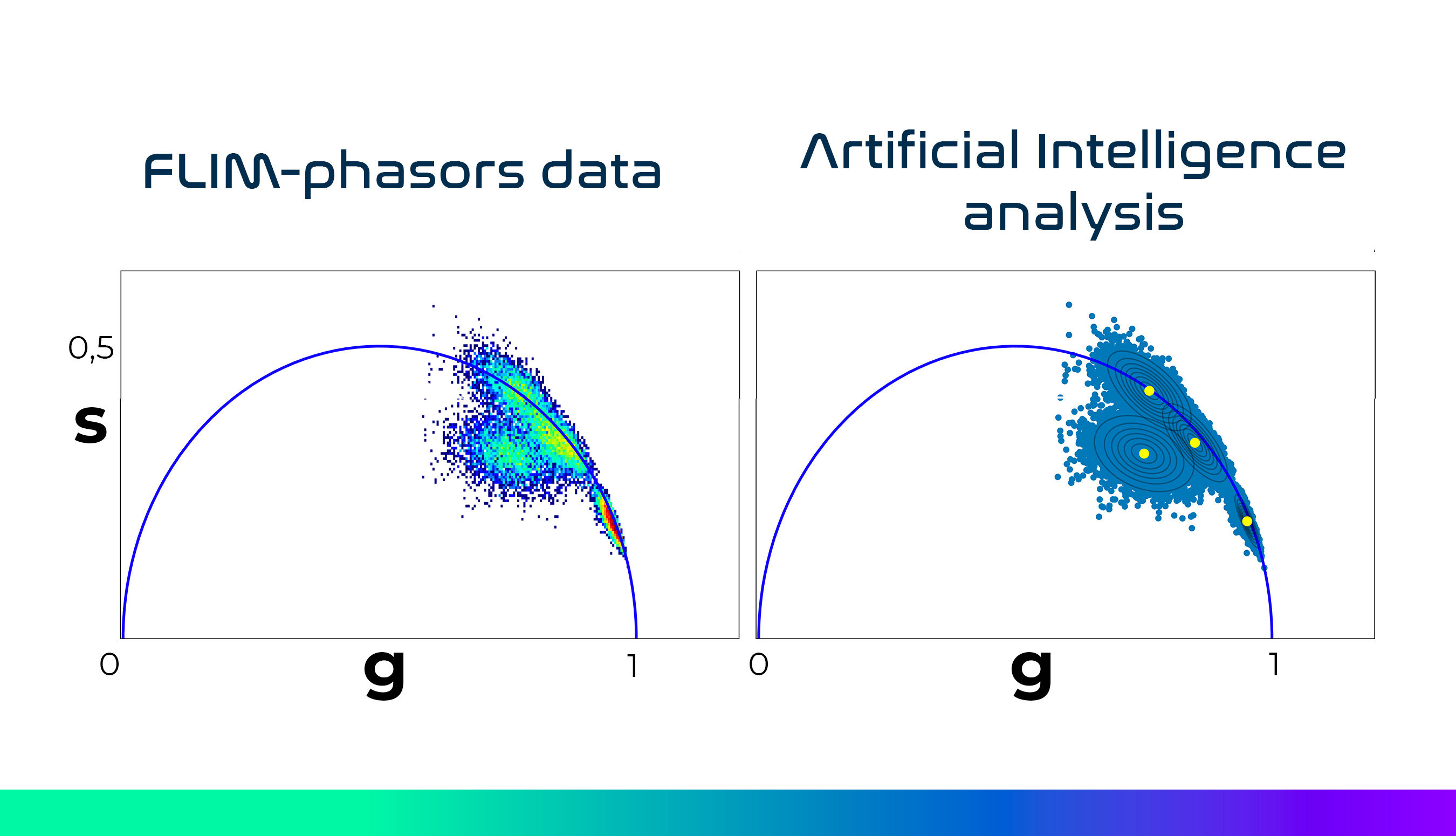 AI-driven FLIM analysis software