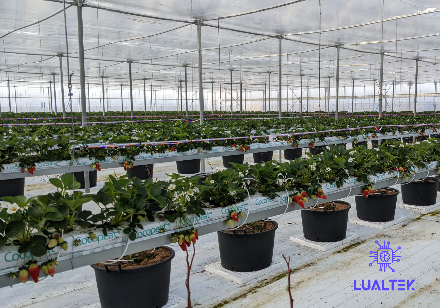 Agrifotovoltaico: an example of implementation