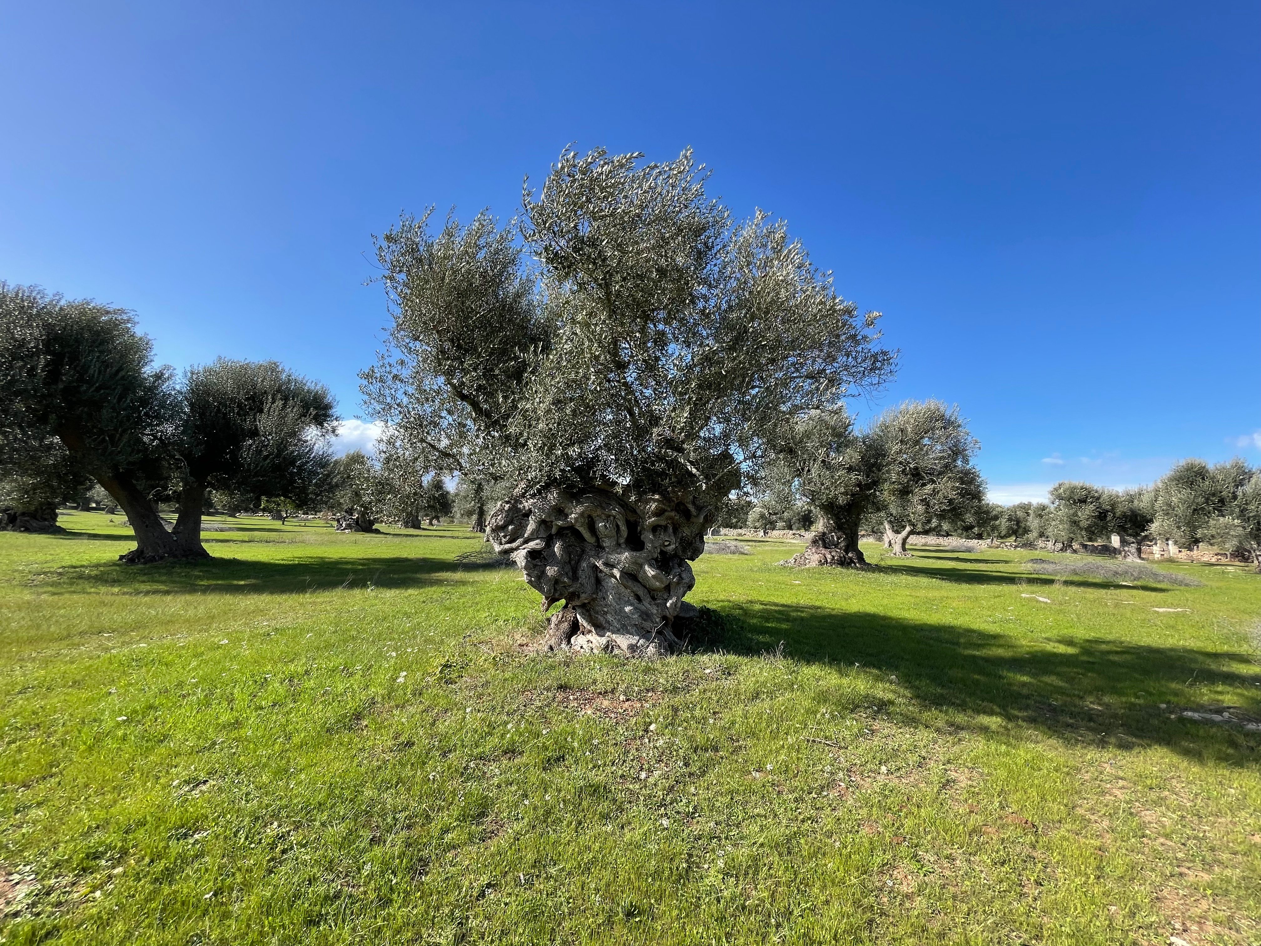 Compensazione Volontaria Emissioni CO2 Mediante Acquisto di Crediti di Carbonio Certificati